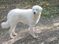 Sample 1 – Kuvasz