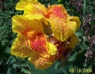 Sample 2 – Canna lily