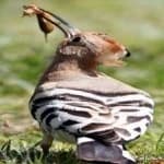 Sample 3 – Hoopoes