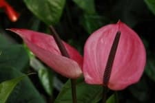 Sample 1 – Anthurium