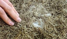 Sample 4 – Matted