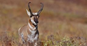 Sample 3 – Antelope