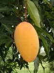 Sample 2 – Mango