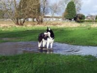 Sample 3 – Siberian husky