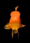 Sample 4 – Goldfish