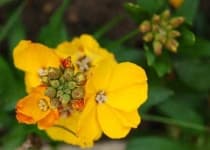 Sample 6 – Wallflower