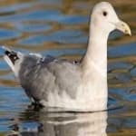 Sample 3 – California gull
