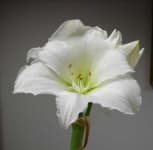 Sample 3 – Hippeastrum