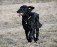 Sample 3 – Flat coated retriever