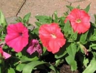 Sample 5 – Petunia
