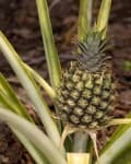 Sample 5 – Pineapple