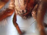 Sample 3 – Tarantula