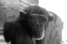 Sample 5 – Chimpanzee