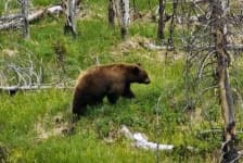 Sample 6 – Brown bear