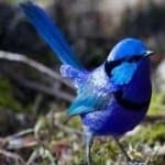 Sample 5 – Splendid wren