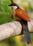 Sample 4 – Coucal