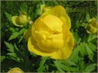 Sample 4 – Globe flower