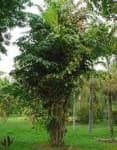 Sample 6 – Palm tree
