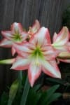 Sample 4 – Hippeastrum