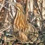Sample 5 – American bittern