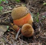 Sample 3 – Boletus