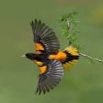 Sample 5 – Baltimore oriole