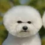 Sample 1 – Bichon frise