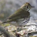 Sample 6 – Ovenbird