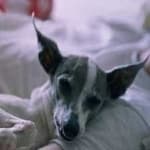 Sample 5 – Greyhound