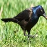 Sample 5 – Common grackle