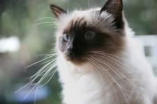 Sample 5 – Birman