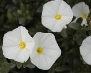 Sample 3 – Silverbush