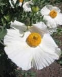 Sample 1 – Tree poppy