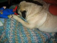 Sample 4 – Pug