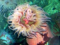 Sample 2 – Sea anemone
