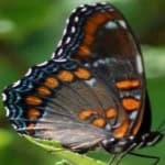 Sample 6 – Spotted