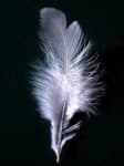Sample 1 – Feather