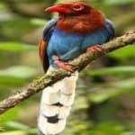 Sample 2 – Sri lanka blue magpie