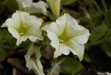 Sample 4 – Petunia