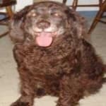 Sample 1 – Irish spaniel