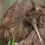 Sample 2 – Bird kiwi
