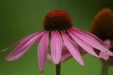 Sample 2 – Purple coneflower
