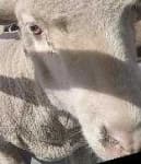 Sample 3 – Animal face