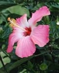 Sample 1 – Hibiscus
