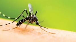 Sample 6 – Mosquito