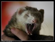 Sample 3 – Weasel
