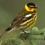 Sample 5 – Cape may warbler