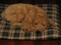 Sample 1 – Soft coated wheaten terrier