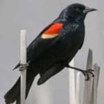 Sample 1 – Red winged blackbird
