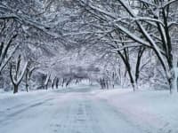 Sample of Snowy